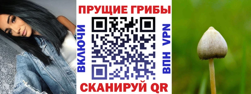 Галлюциногенные грибы Cubensis  где купить наркоту  Гороховец 